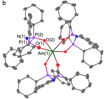 The molecular structure of [Am(LO)<sub>3</sub>]